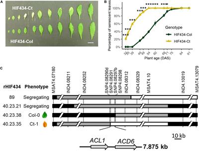 ACCELERATED CELL DEATH 6 Acts on Natural Leaf Senescence and Nitrogen Fluxes in Arabidopsis